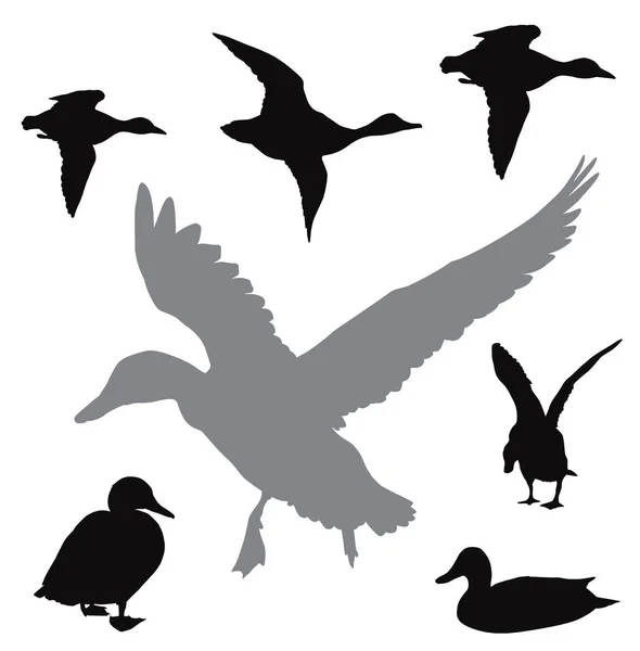 Collecte de canards vecteurs — Image vectorielle