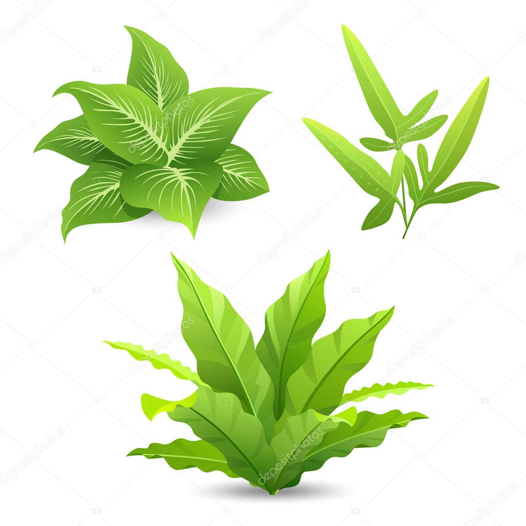 Tree tropical green leaves collections isolated 