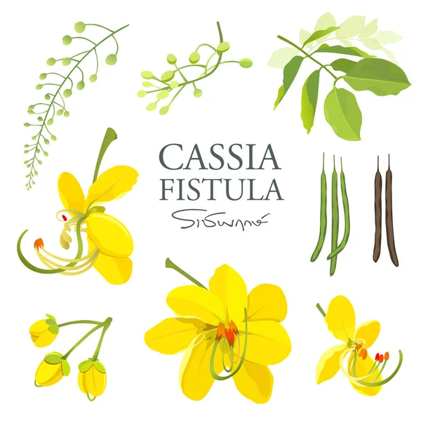 Tayland Cassia Fistül Güzel Sarı Tayland Ulusal Çiçeği Koleksiyonları Beyaz — Stok Vektör