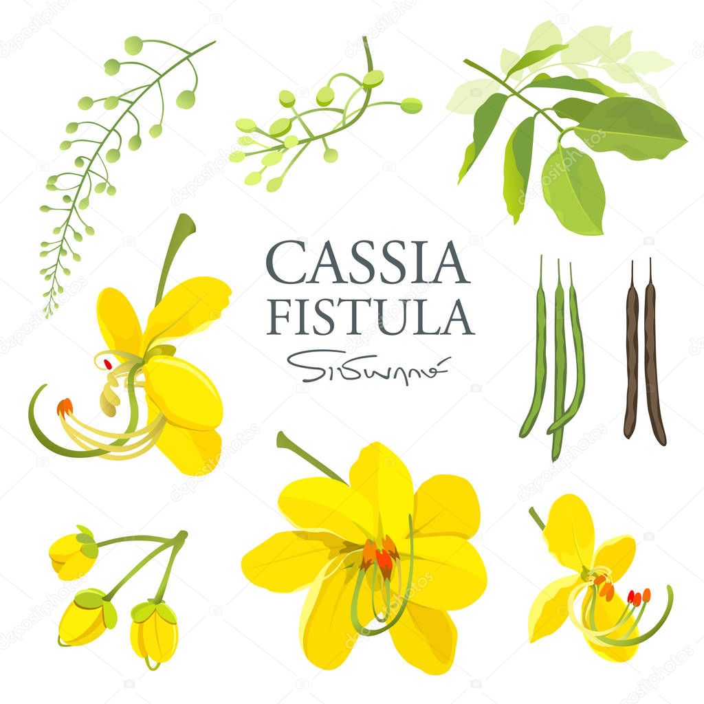National flower of Thailand, Cassia Fistula, beautiful Yellow Thai flower collections on white background, vector illustration