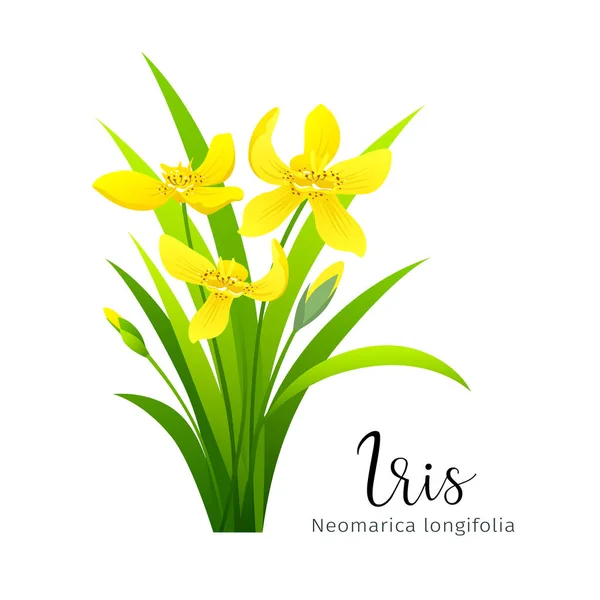 Iris Vecteur Fleur Jaune Isolé Sur Fond Blanc Illustration Vectorielle — Image vectorielle
