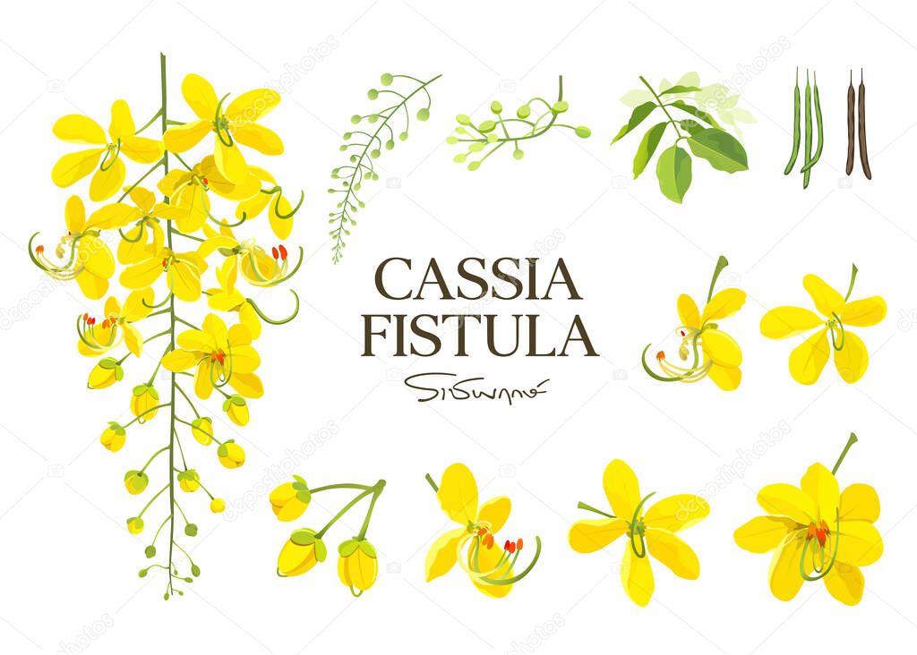 Cassia Fistula flower, national flower of thailand, beautiful Yellow collections on white background, vector illustration