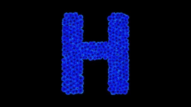 Письмо H из васильковых цветов — стоковое видео