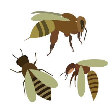 Arı, arı çizgi film tarzı dizi