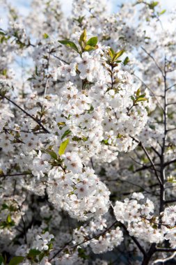 Kiraz bahçesi çiçeği.
