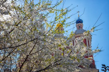 Mavi gökyüzüne ve ortodoks kilisesinin kubbelerine karşı açan kiraz ağaçları