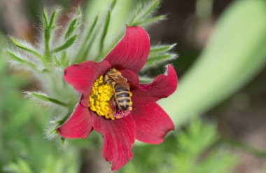 Bee on a pasque    flower clipart