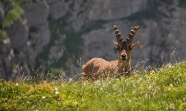 Dağ keçisi oynama ve rahatlatıcı 