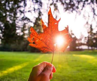 Sonbahar yaprak parlayan güneş