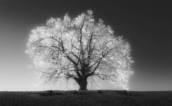 Bela paisagem de inverno na colina Jamnik — Fotografia de Stock