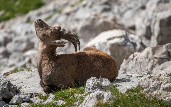 Ibex играет и расслабляет — стоковое фото