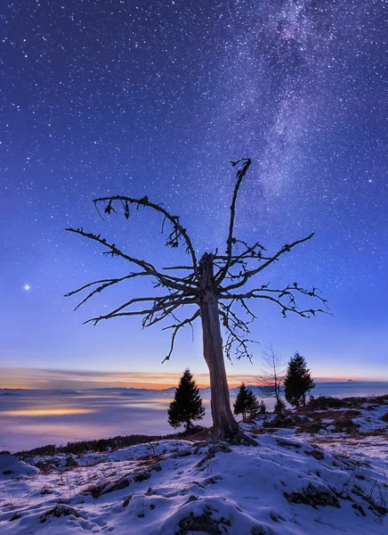 Seul arbre sous la Voie lactée — Photo