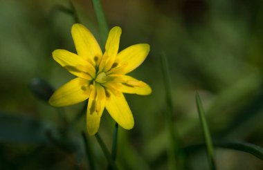 Sarı bahar çiçek çim