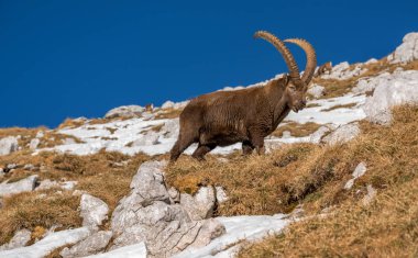 Dağlarda dağ keçisi.