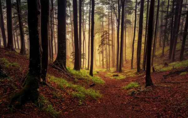 Herbstwald bei Sonnenuntergang — Stockfoto