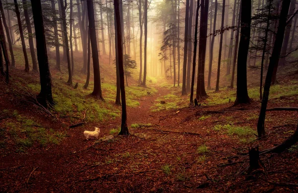 Herbstwald bei Sonnenuntergang — Stockfoto