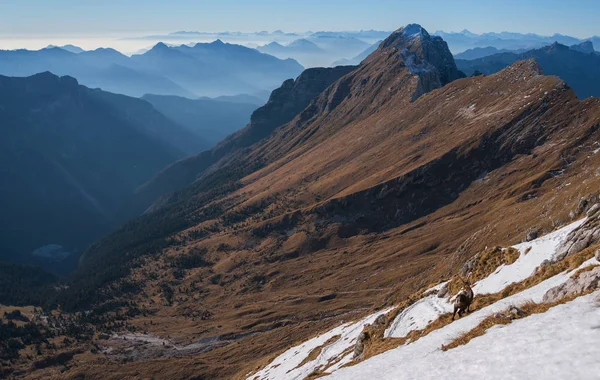 Alpiene steenbok in de bergen — Stockfoto