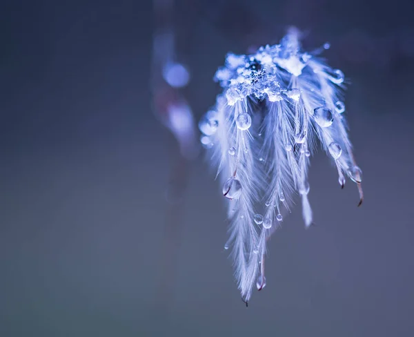 추상 겨울 꽃 — 스톡 사진
