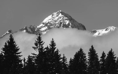 Orman ve dağlar Pokljuka Yaylası