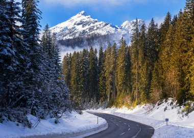 Kış ormanı Pokljuka üzerinde yol