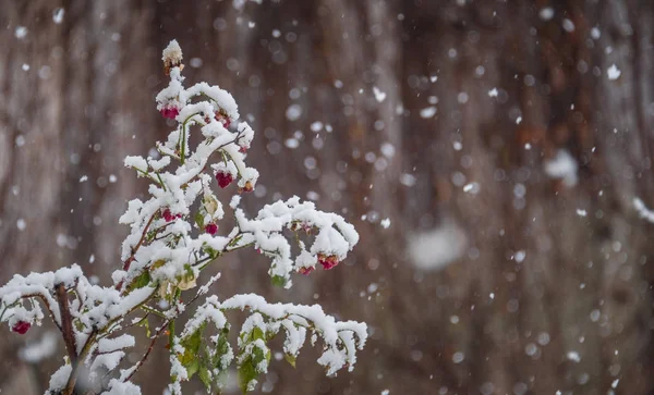 Sneeuw omvallen van de roze bloemen — Stockfoto