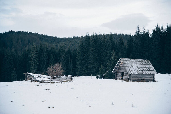 beautiful dark forest and house