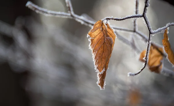 Autumn leaves in the winter forest — Stock Photo, Image
