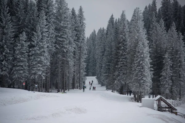 Ski running on Pokljuka plateau — 图库照片