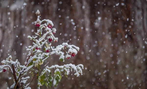 Snow falling over the rose flowers — Stock Photo, Image