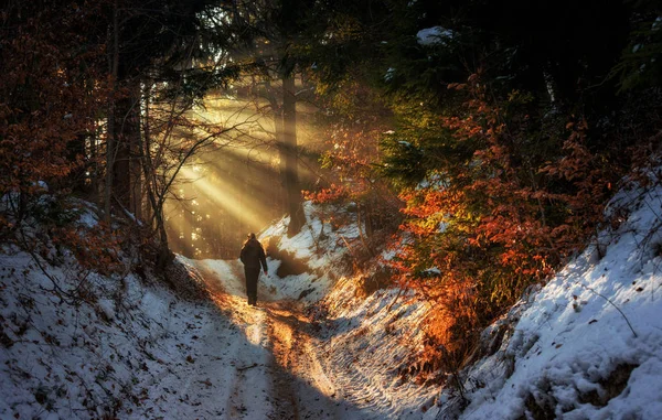 Mulher caminhando através da floresta nebulosa — Fotografia de Stock