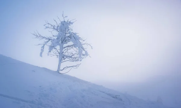 冬天在 Soriska 山 — 图库照片
