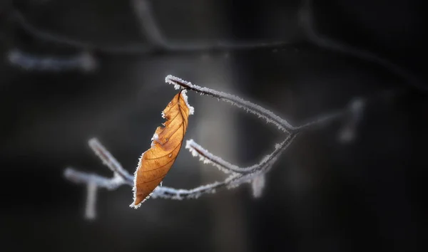 Осіннє листя в зимовому лісі — стокове фото