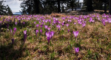 Bahar crocus Velika planina 