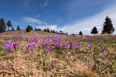 Bahar crocus Velika planina 