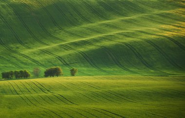 South Moravia'deki / peyzaj 