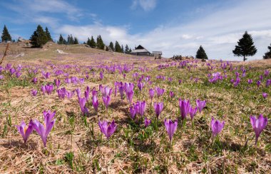 Bahar crocus Velika planina 