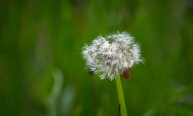 karahindiba Plavski Rovt içinde 
