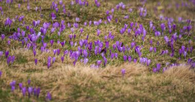 Bahar crocus Velika planina 