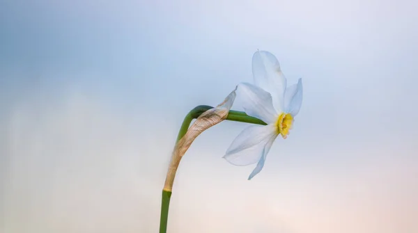 Narcis v Plavski Rovt — Stock fotografie