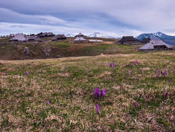 Velika Planina meadow — Stock Fotó