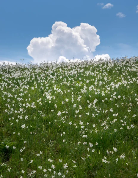 Narzissen Blumen im Frühling Hintergrund — Stockfoto