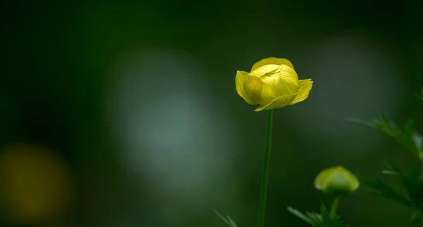 Krásný žlutý květ — Stock fotografie