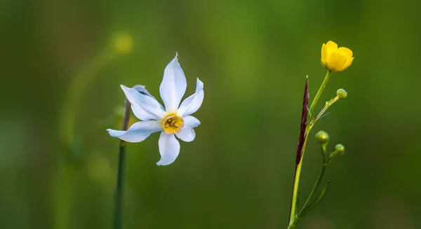 Daffodil in Plavski Rovt — Stock Photo, Image