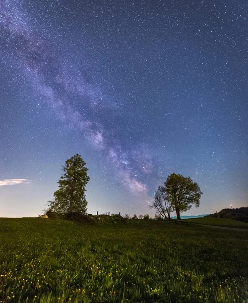 Milky Way és a fák — Stock Fotó