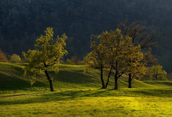 Stromy na loukách v krajině — Stock fotografie