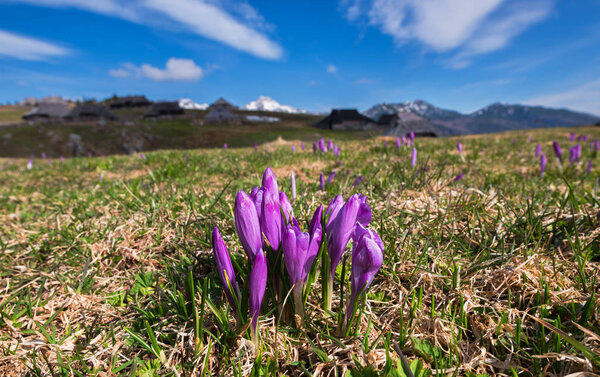 Spring crocus at Velika planina 