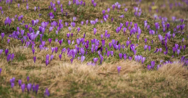 영국 planina에서 봄 크 로커 스 — 스톡 사진