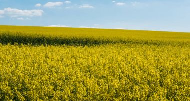 South Moravia'deki / peyzaj