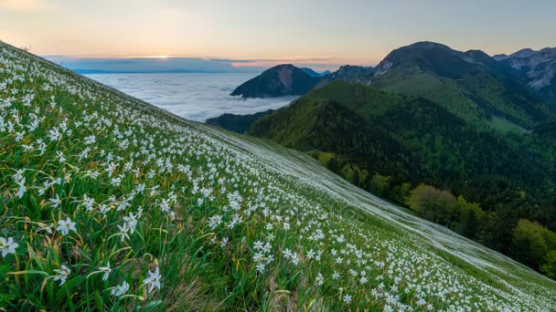 Time-Lapse Sunrise na loukách — Stock video