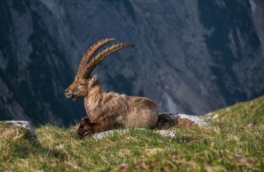 Sabahları Alp dağ keçisi 